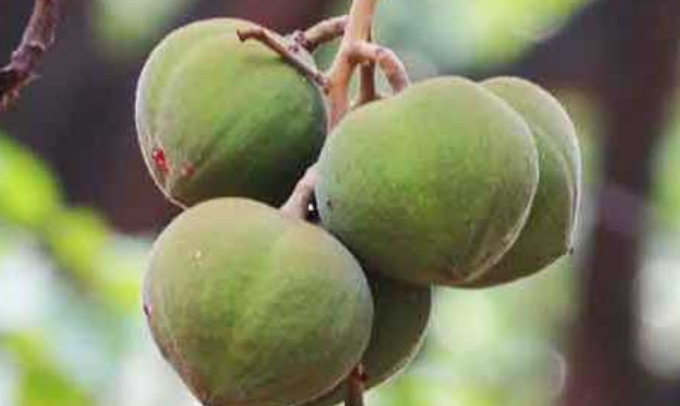 Indonesia Manfaatkan Sawit dan Kemiri untuk Reduksi Energi Fosil